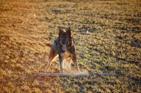 Hund spielt in den Winterferien auf dem Feld — Stockfoto