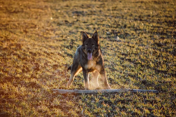 Dog playing in the field during winter holidays — Stock Photo, Image