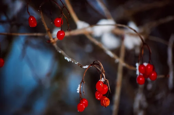 Paisagem de inverno com floco de neve rico e dardos vermelhos — Fotografia de Stock