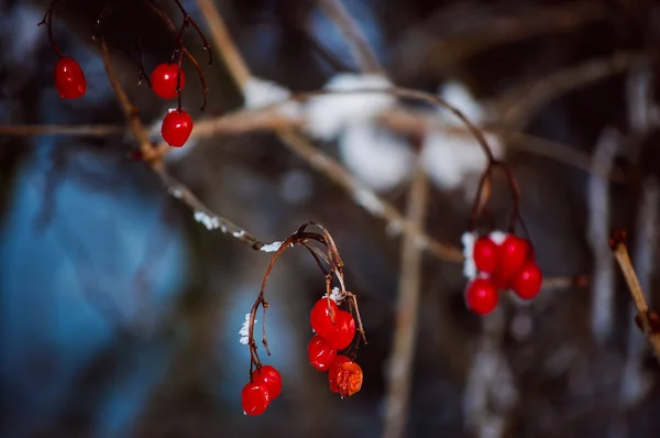 Paisagem de inverno com floco de neve rico e dardos vermelhos — Fotografia de Stock