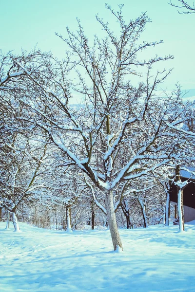 Paisagem de inverno com um floco de neve rico — Fotografia de Stock