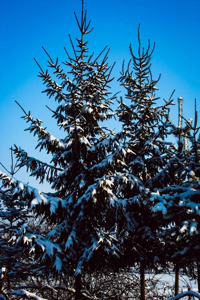 Paisagem de inverno com um floco de neve rico — Fotografia de Stock