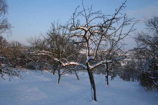 풍부한 눈송이와 겨울 풍경 — 스톡 사진