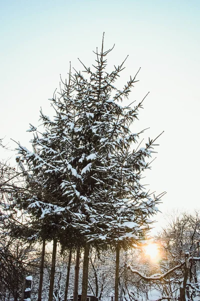 Paesaggio invernale con un ricco fiocco di neve — Foto Stock