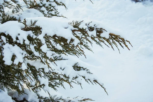 Paisagem de inverno com um floco de neve rico — Fotografia de Stock