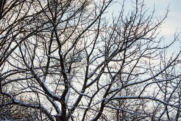 Paisagem de inverno com um floco de neve rico — Fotografia de Stock