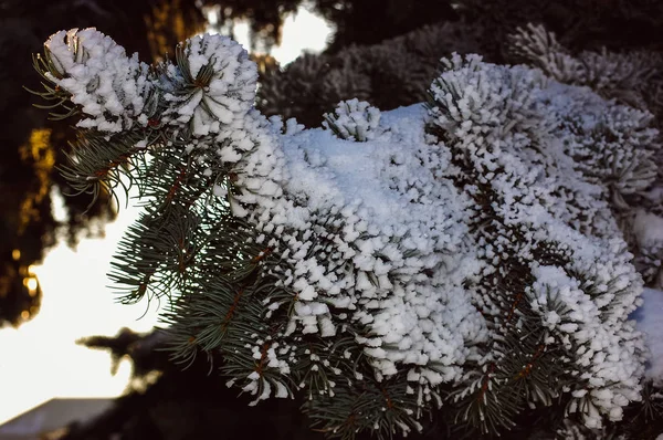 Neve em ramos e folhas durante um inverno — Fotografia de Stock