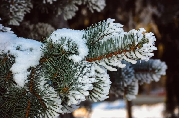 Neve su rami e foglie durante un inverno — Foto Stock