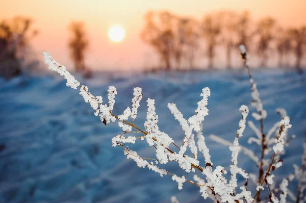 Paisaje de invierno con un rico copo de nieve — Foto de Stock