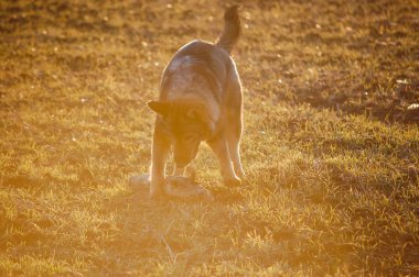 alanında kış tatillerinde oynayan köpek