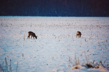 karaca bir güzel güneşli kış günü alanda sürüsü