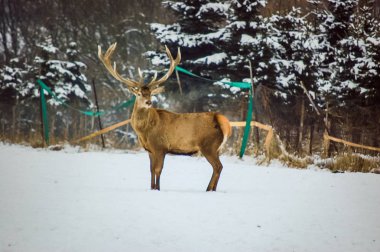 karaca bir güzel güneşli kış günü alanda sürüsü