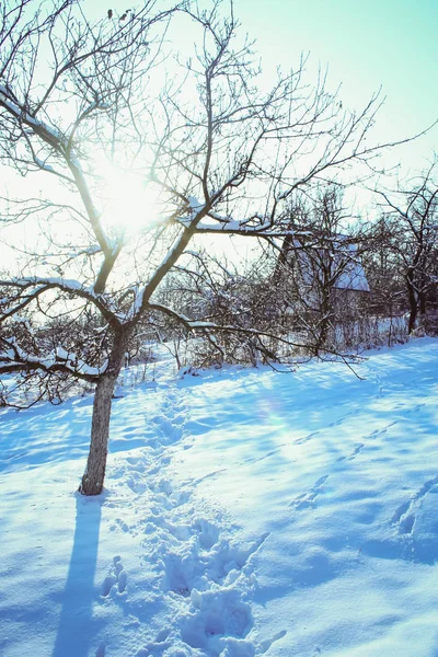 Paesaggio invernale con un ricco fiocco di neve — Foto Stock