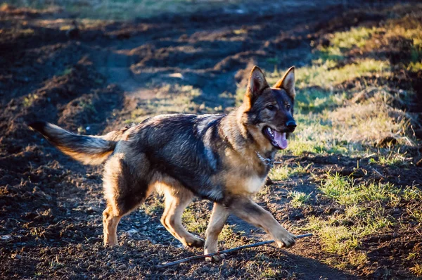alanında kış tatillerinde oynayan köpek