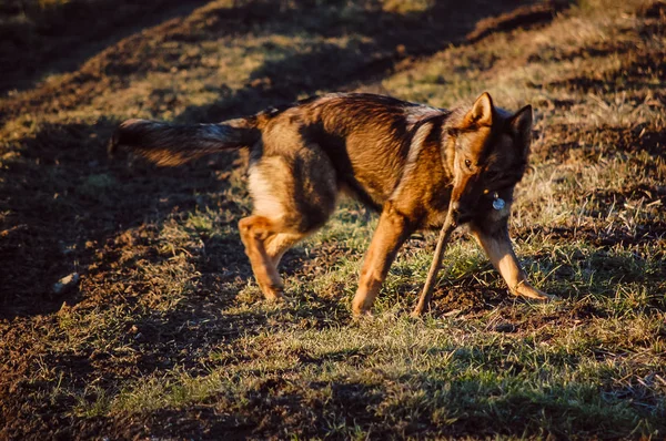 Собака играет в поле во время зимних каникул — стоковое фото
