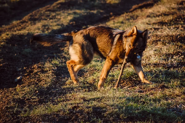 Hund spielt in den Winterferien auf dem Feld — Stockfoto