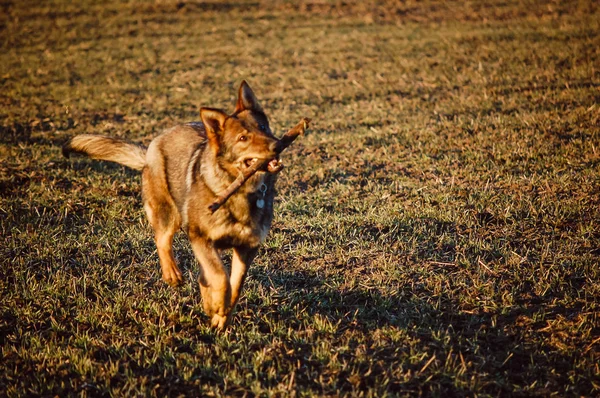 Dog playing in the field during winter holidays — Stock Photo, Image