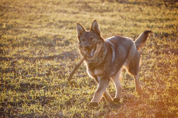 alanında kış tatillerinde oynayan köpek
