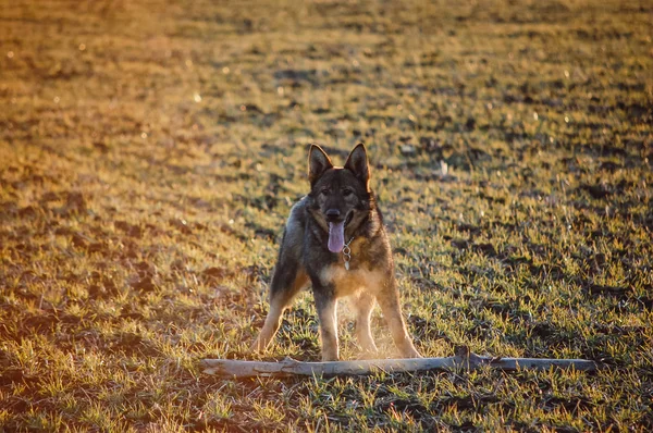 Собака играет в поле во время зимних каникул — стоковое фото