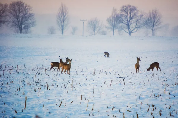 Mandria di uova in un campo in una bella giornata invernale soleggiata — Foto Stock