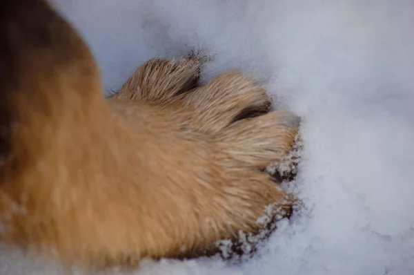 Köpek içinde belgili tanımlık kar kış ortasında — Stok fotoğraf