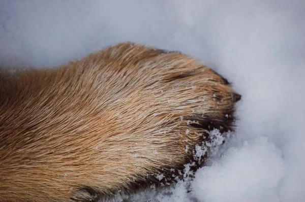 Köpek içinde belgili tanımlık kar kış ortasında — Stok fotoğraf