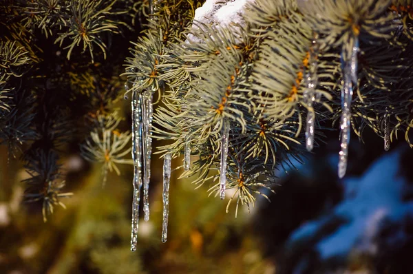 在融化，然后再次冻结的树木上的冰柱 — 图库照片