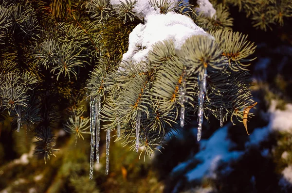 Ciclos nas árvores durante o derretimento e, em seguida, novamente congelamento — Fotografia de Stock