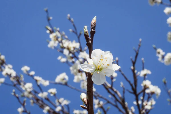 Los Árboles Con Flores Son Símbolo Tradicional Primavera — Foto de Stock