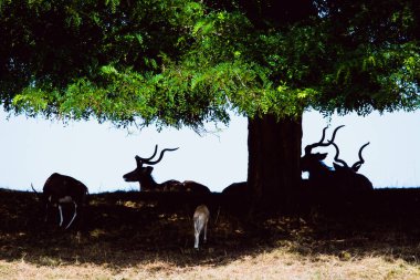 Kraliyet Sarayı 'ndaki safari Çek Cumhuriyeti' nde benzersiz bir yerdir.