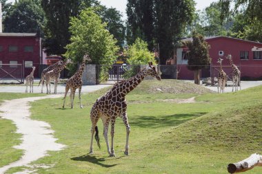 Kraliyet Sarayı 'ndaki safari Çek Cumhuriyeti' nde benzersiz bir yerdir.