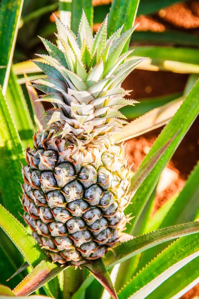 Primer plano del cultivo Piña —  Fotos de Stock