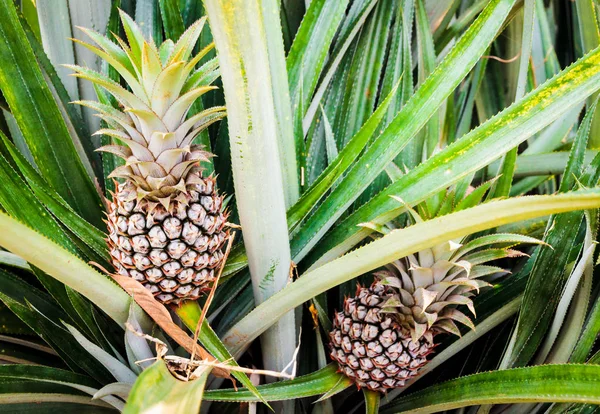 Deux ananas en croissance Photo De Stock