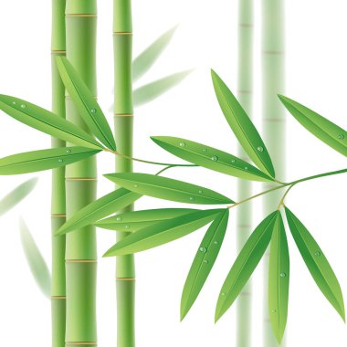 Yeşil Bambu kaynaklanıyor Beyaz yaprakları ile