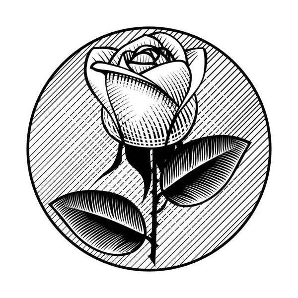 Icône rétro ronde et étiquette avec rose blanche . — Image vectorielle