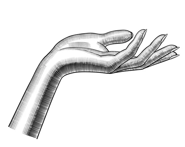 Жіноча рука старовинний малюнок — стоковий вектор