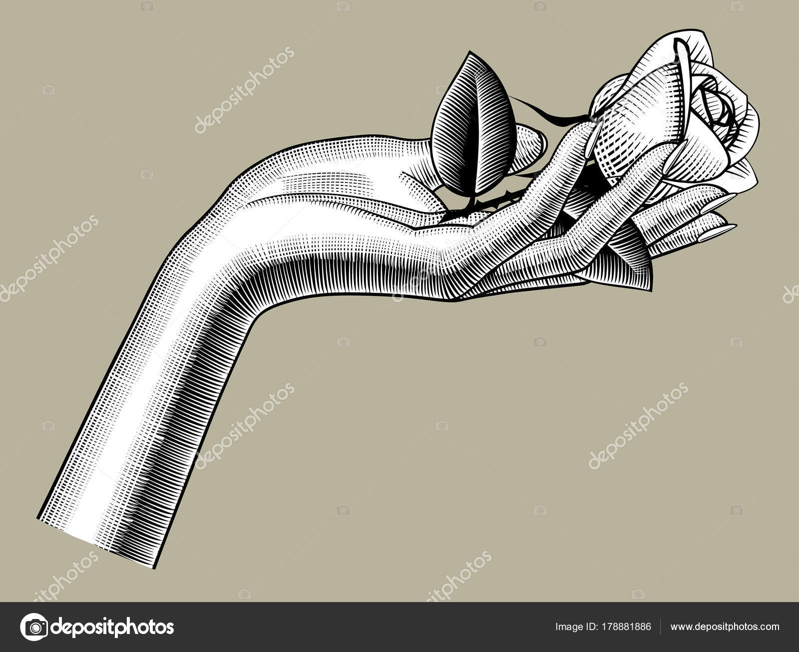 Vettore Una Rosa Bianca Mano Della Donna Che Tiene Una