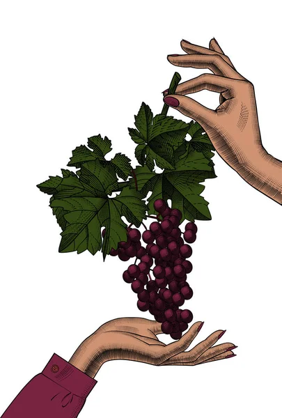 Жіночі Руки Тримаються Гроном Винограду Листям Вінтажний Чорно Білий Гравірування — стоковий вектор