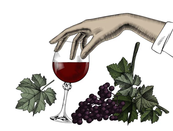 Mano Femminile Possesso Bicchiere Con Vino Rosso Grappolo Uva Isolato — Vettoriale Stock