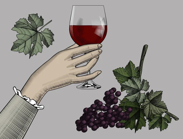 Mano Femenino Con Vaso Vino Tinto Racimo Uva Aislado Sobre — Vector de stock