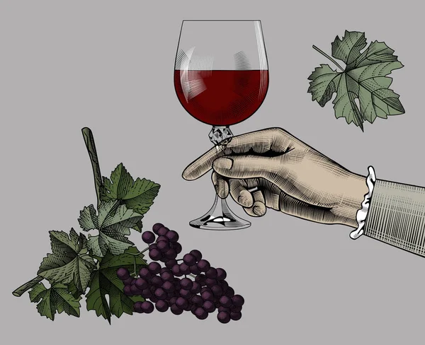 Mano Femenino Con Vaso Vino Tinto Racimo Uva Aislado Sobre — Vector de stock