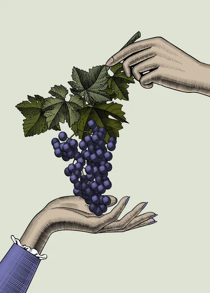 ブドウを持っている女性 女性の手はブドウの大規模なクラスタを保持します ヴィンテージ彫刻色様式化図面 ベクターイラスト — ストックベクタ