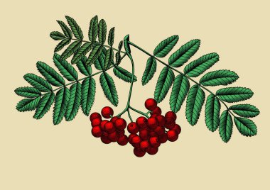 Böğürtlenli ve yapraklı Rowan dalı.