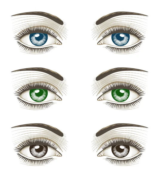 Kvinnors lyxiga ögon med perfekta ögonbryn och fulla fransar. — Stock vektor