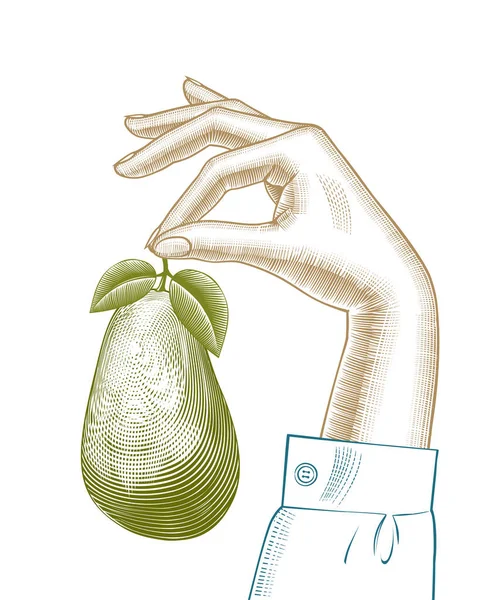 Una Mano Che Tiene Avocado Maturo Hand Holds Hass Avocado — Vettoriale Stock