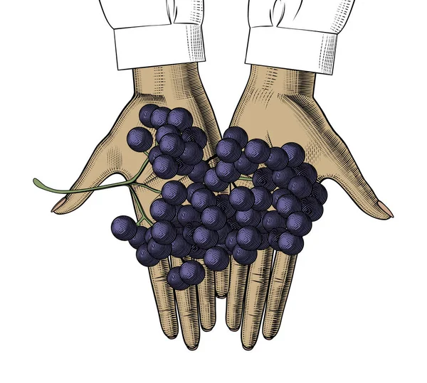 Dłonie kobiety z niebieskimi winogronami. — Wektor stockowy