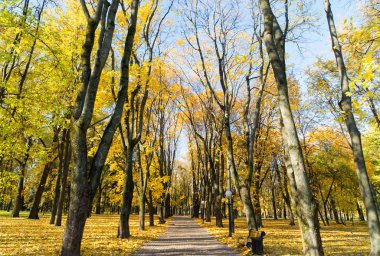 Sarı ağaçları ile sonbahar arka plan