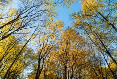 Ağaçlı sonbahar arkaplanı