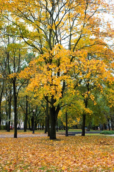 Herfst Achtergrond Met Gele Bomen — Stockfoto
