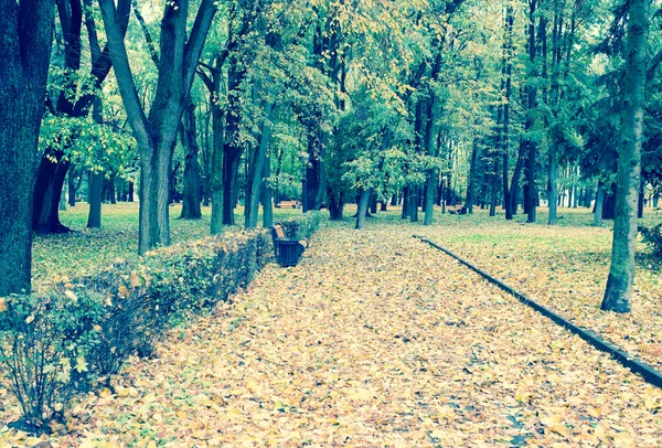秋天背景与黄色树 — 图库照片